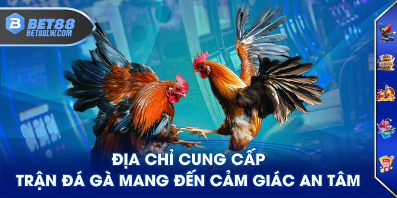 Địa chỉ cung cấp trận đá gà mang đến cảm giác an tâm